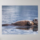 Suche nach seeotter poster Meeressäuger