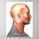 Suche nach sehnen poster Menschliche anatomie