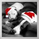 Suche nach pitbulls poster Welpe