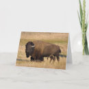Suche nach bison karten Wild