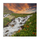 Suche nach mohnblumen blumen fliesen Wildblume
