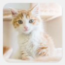 Suche nach hauskatze aufkleber Kätzchen