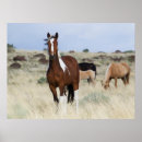 Suche nach wildes pferd poster Ranch