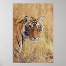 Suche nach bengalischer tiger poster Nationalpark