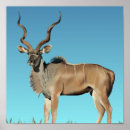 Suche nach kudu Tiere