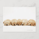 Suche nach golden retriever welpe postkarten Haustiere
