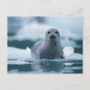 Suche nach meeressäugetier postkarten Alaska