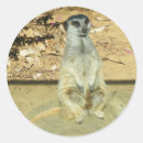 Suche nach mongoose aufkleber Suricata