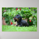 Suche nach lecken poster Hund