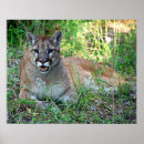 Suche nach puma tier poster Huhn