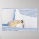 Suche nach arktischer bär poster Fleischfresser