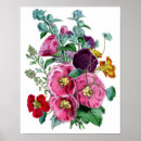 Suche nach hollyhock poster Pflanze