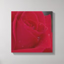Suche nach rote rose leinwandbilder Foto