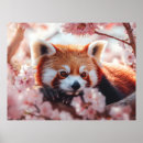 Suche nach roter panda poster Niedlich