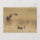 Suche nach loup Calamus