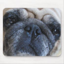 Suche nach mops hund mousepads Lustig