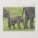 Suche nach loxodonta postkarten Baby