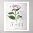 Suche nach rosa hydrangea poster Jede person