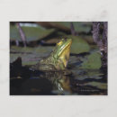 Suche nach amphibisch postkarten Teich