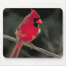 Suche nach singvogel mousepads Wildvogel