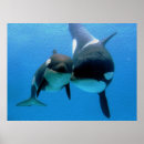 Suche nach orca poster Killer