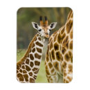 Suche nach afrika andere magnete Wildnis