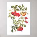 Suche nach tomaten poster Illustration