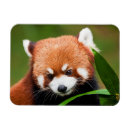 Suche nach roter panda magnete Pandas