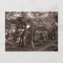 Suche nach atmosphärisch postkarten Wald