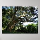 Suche nach alter baum poster Sommer
