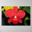 Suche nach rote orchidee poster Tropisch