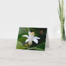 Suche nach orange blüte karten Blume