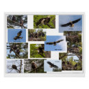 Suche nach eagle poster Tierwelt