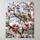 Suche nach baumblüten poster Quelle