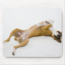 Suche nach boxerhunde mousepads Nahaufnahme
