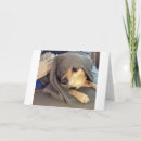 Suche nach tierheim karten Für alle