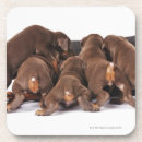 Suche nach dobermann pinscher untersetzer Tier