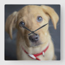 Suche nach labrador wanduhren Fotografie