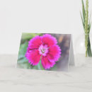 Suche nach dianthus karten Rosa