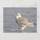 Suche nach lange schwänze postkarten Ganze länge