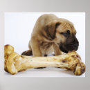 Suche nach skala poster Hund