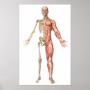 Suche nach menschlicher körper poster Grafik