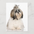 Suche nach shih tzu hund postkarten Klein
