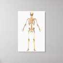 Suche nach menschliches skelett leinwandbilder Biomedizinische illustrationen