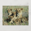 Suche nach okavango postkarten Im freien