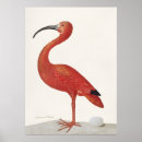 Suche nach ibis poster Tiere