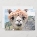 Suche nach lustige lama karten Für alle