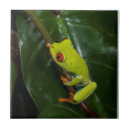 Suche nach roter frosch fliesen Regenwald