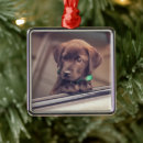 Suche nach schokolade labrador retriever weihnachtsschmuck Welpe