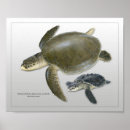 Suche nach sea turtle poster Reptil